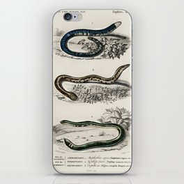 Spotted Worm Lizard, Blind Snakes, & Shield Tail Snakes iPhone Skin