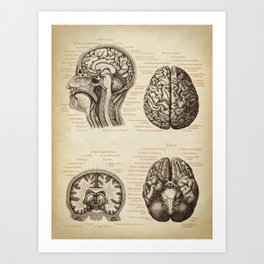 Brain Chart in German Art Print