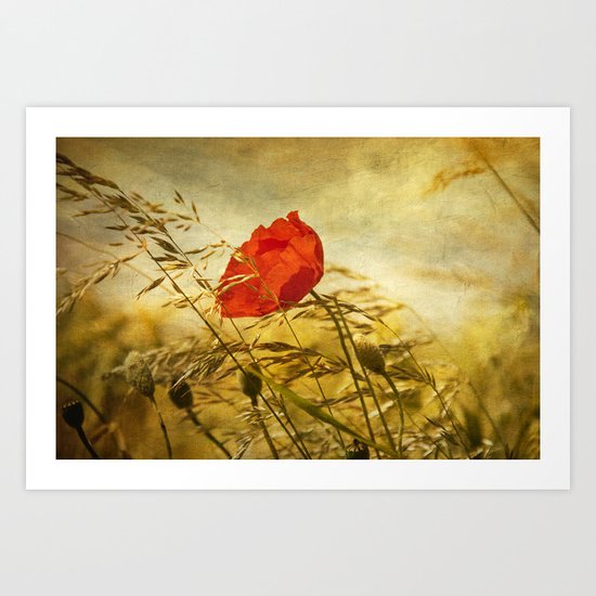 paint a poppy Art Print