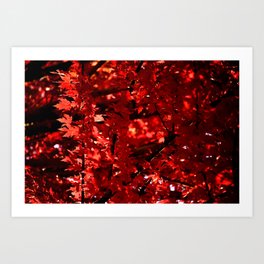 Beautiful Vibrant Red Autumn Leaves - Fall Colors - NorthWest Art Print