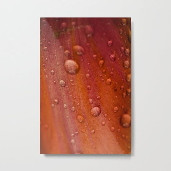 Dewdrops Metal Print