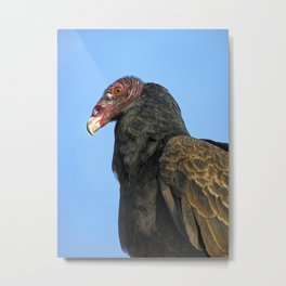 A Turkey Vulture In Profile. Metal Print | Eagle, Vulture, Scavenger, Migratorybirds, Wildlife, Flight, Raptor, Beak, Sky, Birdwatching 