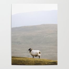 Sheep at Evening Poster