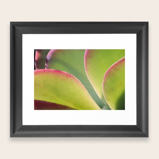Succulent Framed Art Print