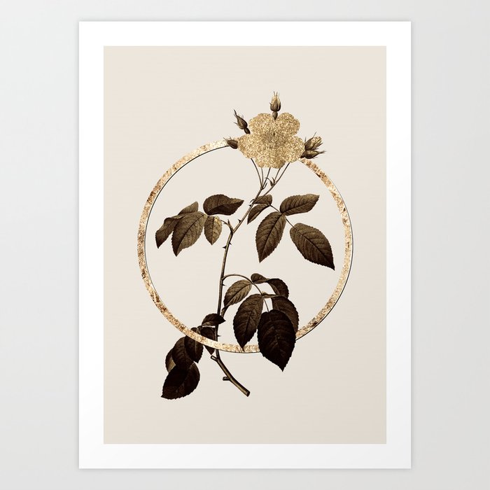 Gold Ring Big Leaved Climbing Rose Glitter Botanical Illustration Art ...