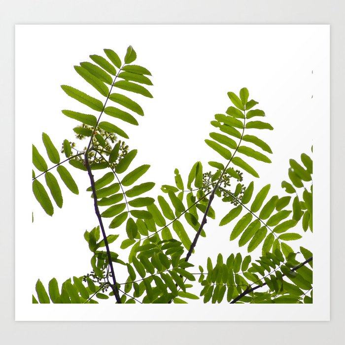 Green Rowan Leaves White Background #decor #society6 #buyart Art Print
