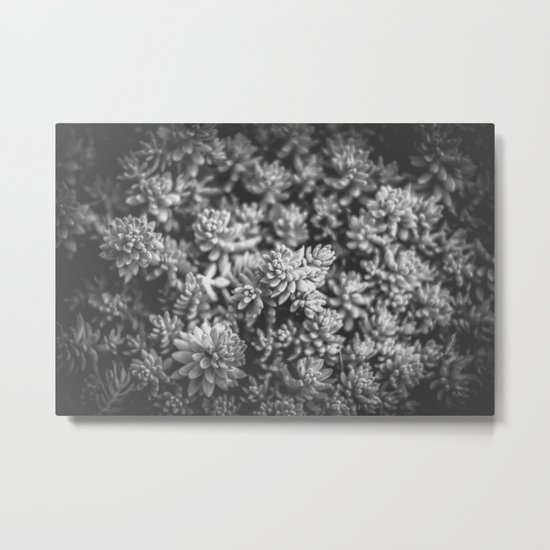 Succulents Metal Print
