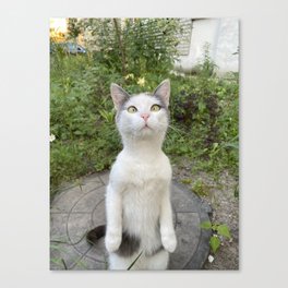 Curious cat Canvas Print