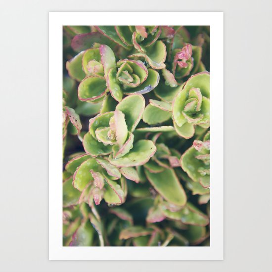 Succulent I Art Print