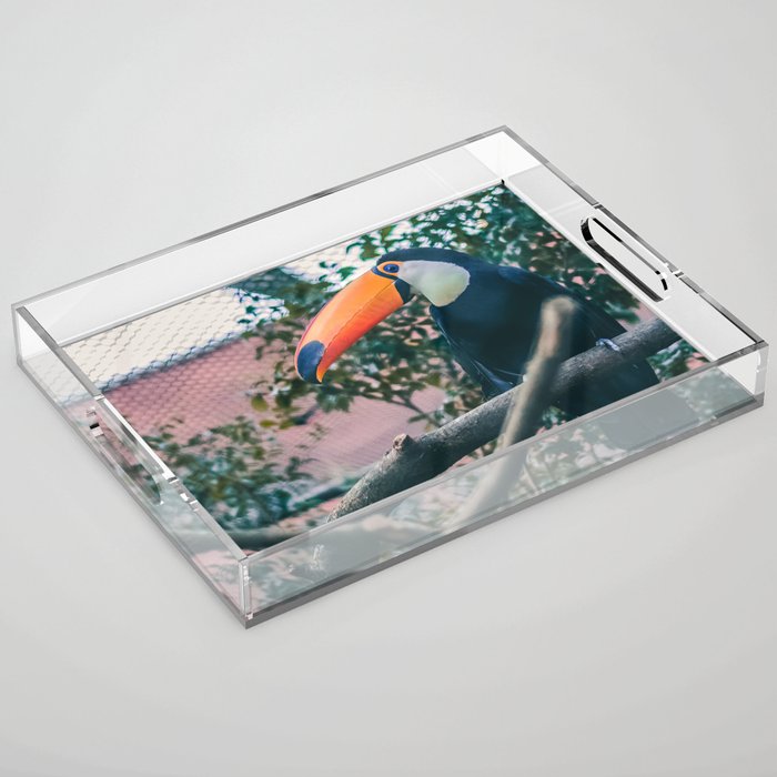 Brazil Photography - Toco Toucan Sitting On A Branch Acrylic Tray