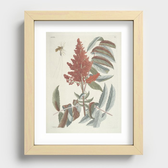 Ichenumon Wasp and Sumac Plant Vintage Botanical Print, 1777 Recessed Framed Print