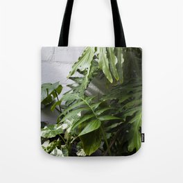 Aroid Daydreams  |  The Houseplant Collection Tote Bag