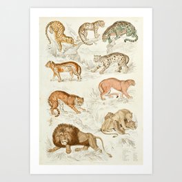 Wild Cats Vintage Jungle Animal Print, 1800s Art Print