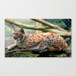 Carpathian Lynx Canvas Print