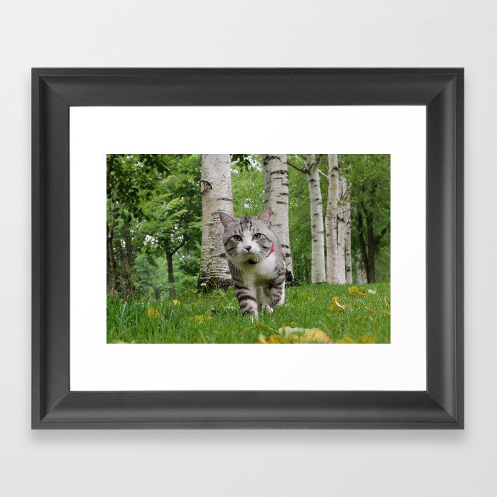  The cat has been a walk in the birch forest. Framed Art Print