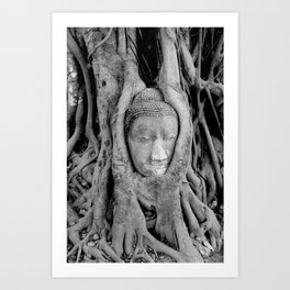 Thailand - Ayutthaya Buddha Head tree black & white Photography Art Print