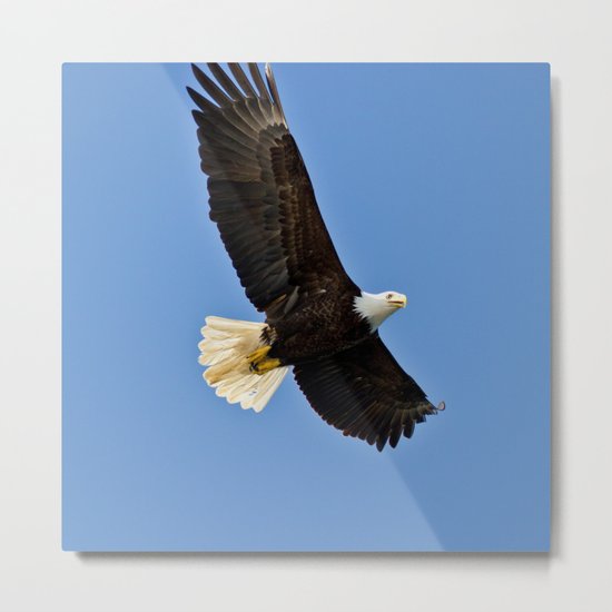 Freedom Eagle (color) Metal Print