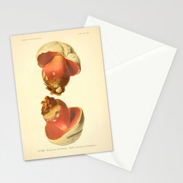 Devil's bolete mushroom (Rubroboletus satanas) from from "Atlas des Champignons Comestibles et Vénéneux," 1891. Stationery Card