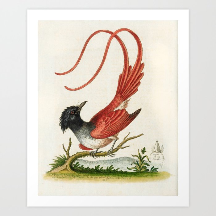 Crested long-tailed pye by George Edwards, 1761 (benefiting The Nature Conservancy) Art Print