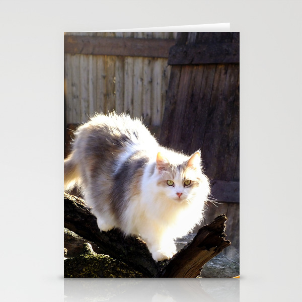 The Beautiful Maine Coon Dilute Calico Stationery Cards By Minx267 Society6