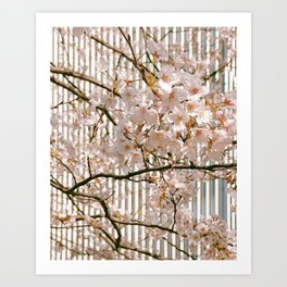japanese cherry blossom Art Print