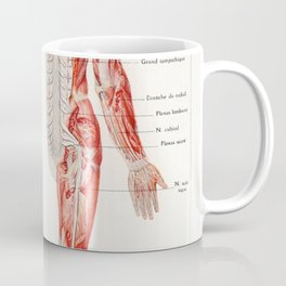 Vintage Anatomical Drawing Coffee Mug | Vintageposter, Science, Pastel, Drawing, Medicalstudent, Popular, Trending, Workout, Apartment, Humananatomy 
