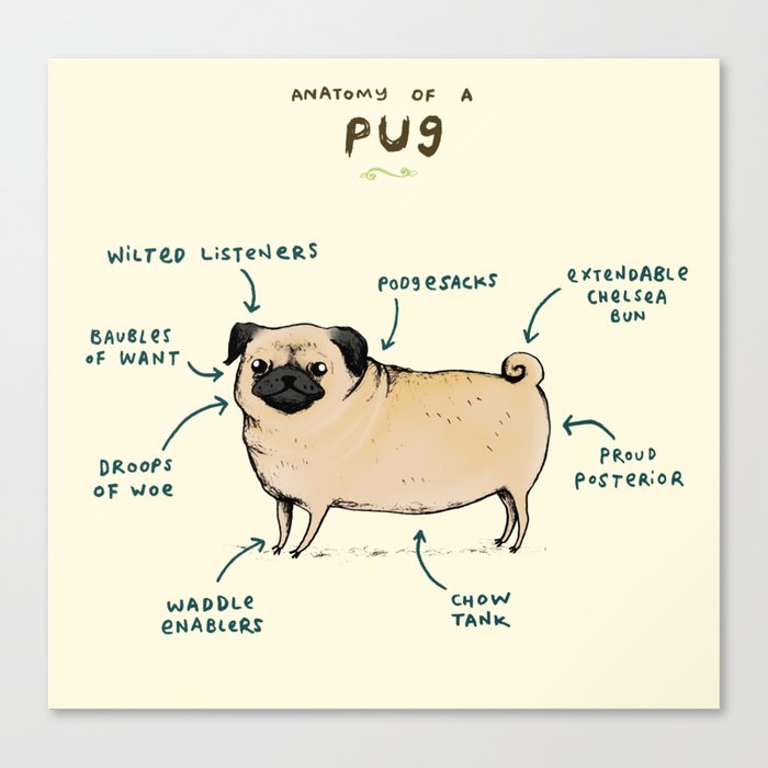 Anatomy of a Pug Canvas Print