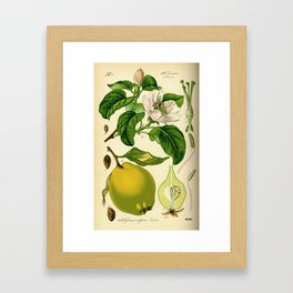 Botanical Print Framed Art Print