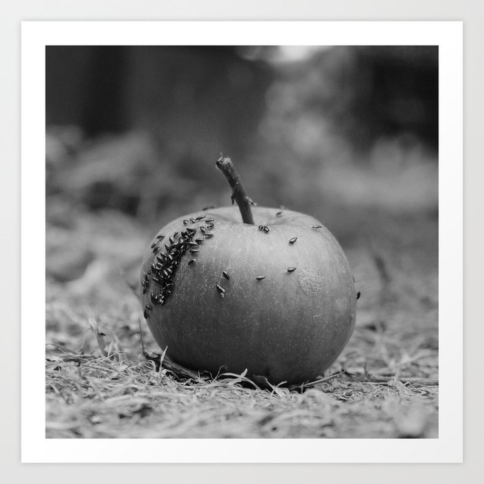 Apple with bugs black and white photograph Art Print