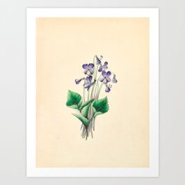  Violets by Clarissa Munger Badger, 1859 (benefitting The Nature Conservancy) Art Print