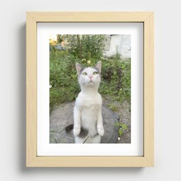 Curious cat Recessed Framed Print