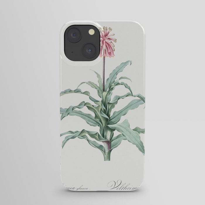 Sand lily illustration from Les liliacées (1805) by Pierre Joseph Redouté (1759-1840). iPhone Case