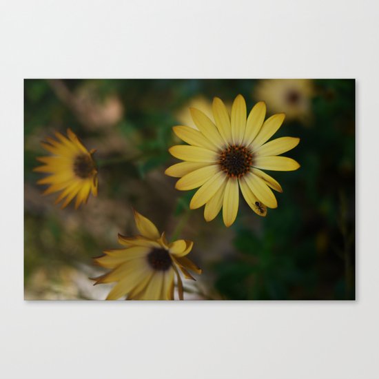 ant Canvas Print