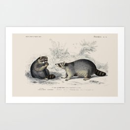 Vintage Raccoons Art Print