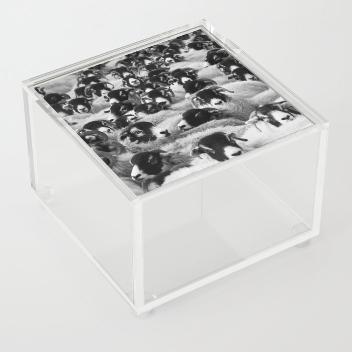 Funny Flock Of Sheep Black And White Pic  Acrylic Box