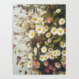 Wall of Daisies Poster