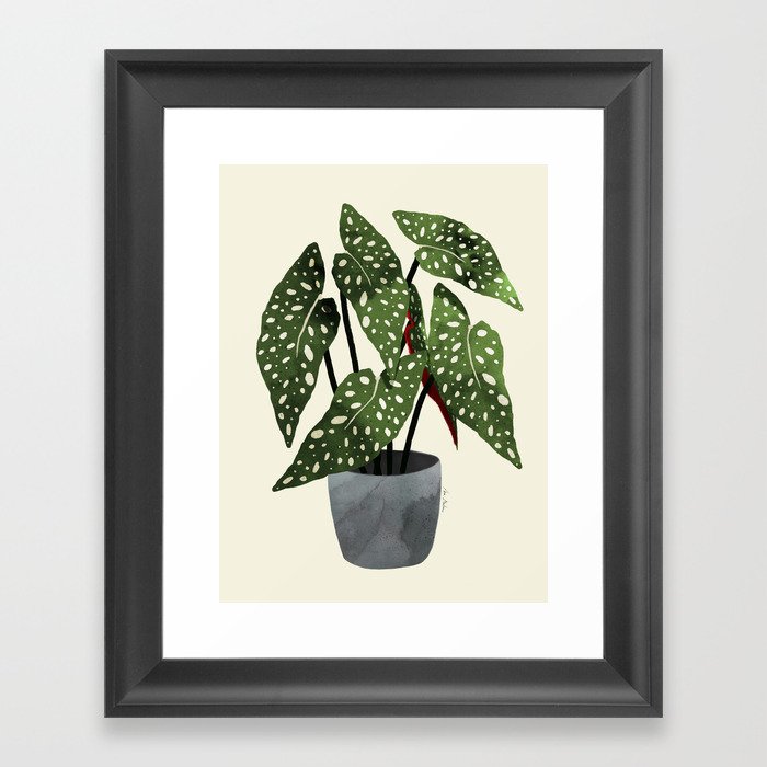 begonia maculata interior plant Framed Art Print