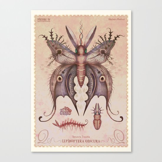 Speyeria lineata Canvas Print