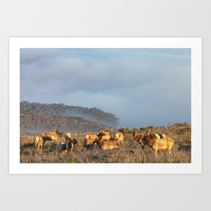 Elk Cow Herd Art Print