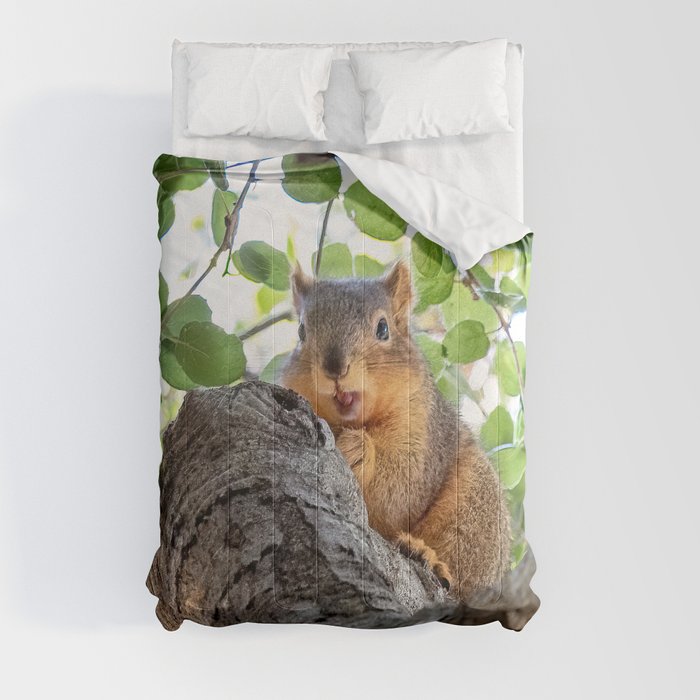 Suspicious Squirrel Guarding Acorn Comforter