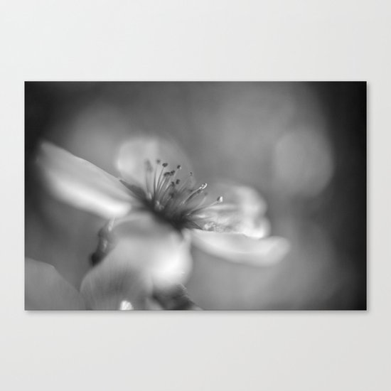 White flowers. Mono Canvas Print