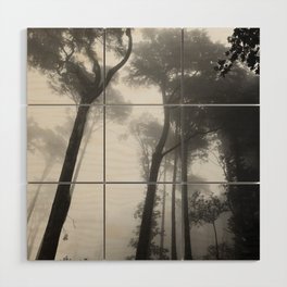 Enchanted moody forest | Black and white tall trees from below | Sintra National Park, Portugal Wood Wall Art