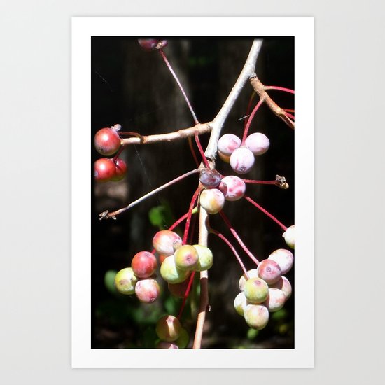 Berries Art Print
