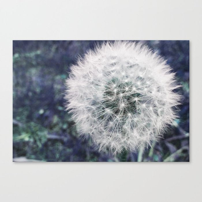 Puff white dandelion, springtime, macro plant photography Canvas Print