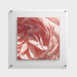 Rose Floating Acrylic Print