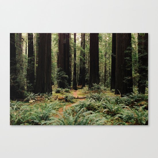 Deer in Redwood Forest Canvas Print