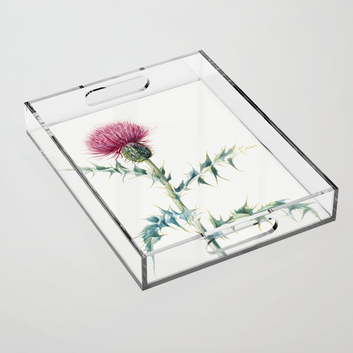 Thistle (Cirsium arizonica) Acrylic Tray