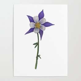Columbine Flower Poster