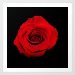Think Flowers - Red Rose Art Print