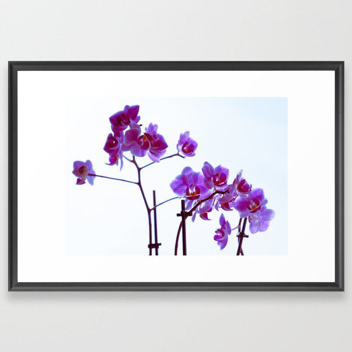 Orchids Framed Art Print